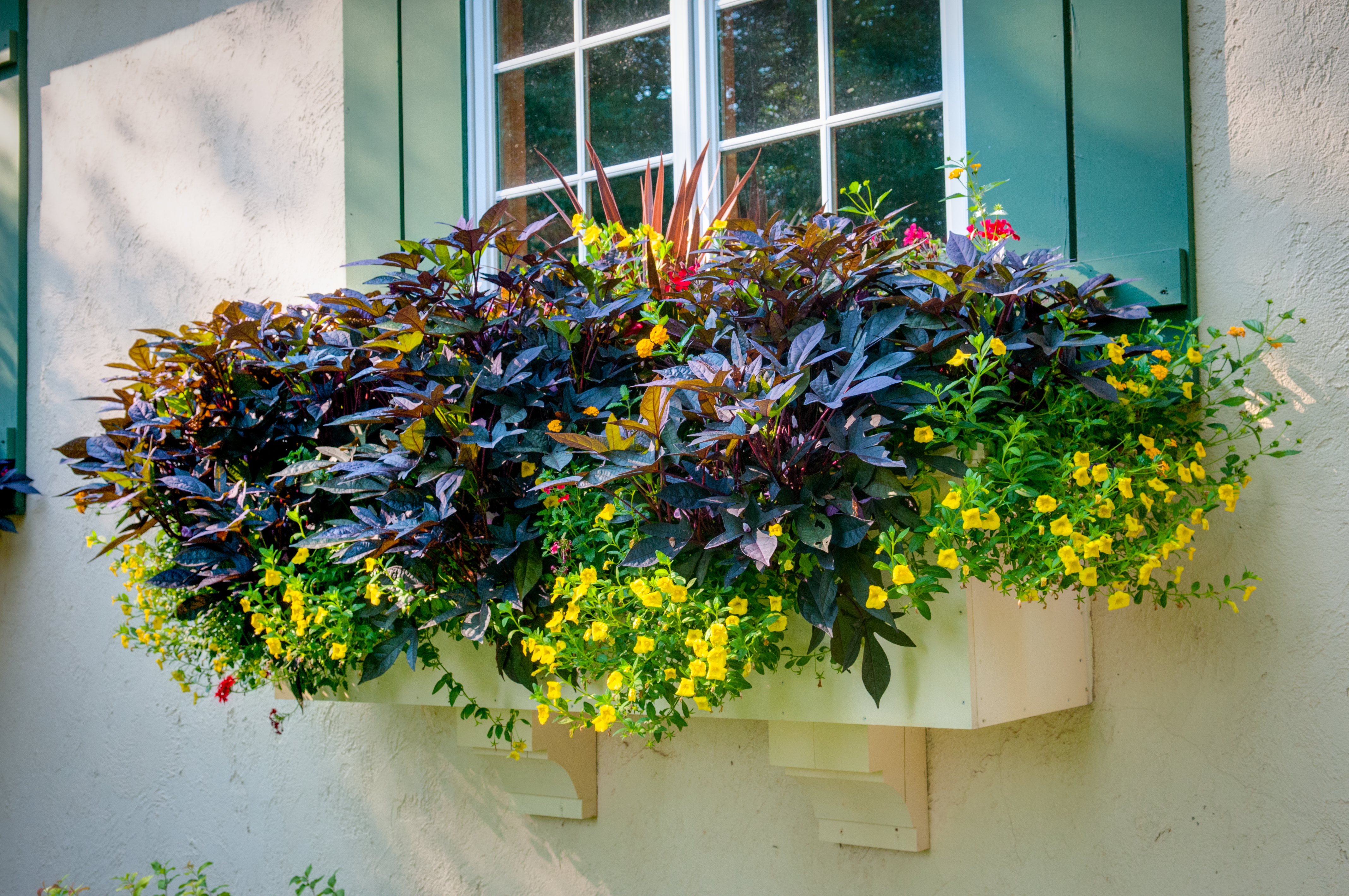 hanging-baskets